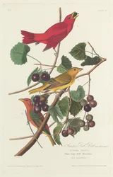 Zomerse rode vogel