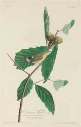 Swainson