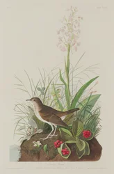 Tawny Lijster