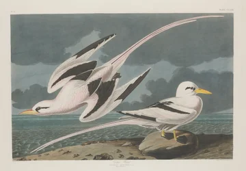 Tropische Vogel