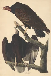 Kalkoengier