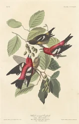 Witvleugel Kruisbek