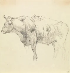Een Stier