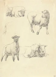 Schapen