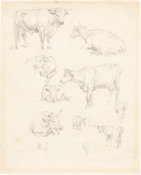 Studies van vee