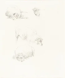Studies van Schapen
