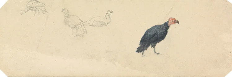 Studies van een kalkoen