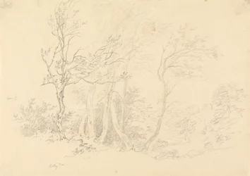 Studie van een hulstboom