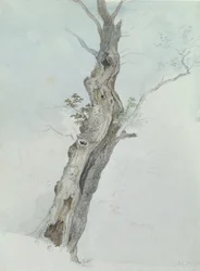 Boomstudie, ca. 1800-05
