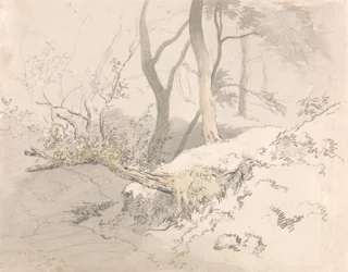 Boschschaduw