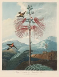 De tempel van Flora, of de tuin van de natuur: Grote bloeiende gevoelige plant, 1799-1807