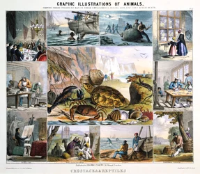 Schaaldieren en Reptielen