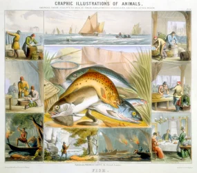 Vis, ca. 1850