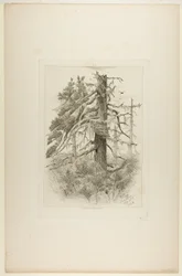 Oude bomen op Naushon Island