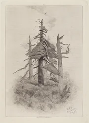 Oude Bomen op Naushon Island [plaat 2]