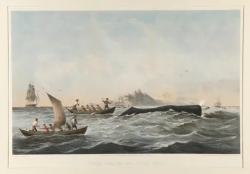 Spermawalvisvangst, nr. 1 De zaak
