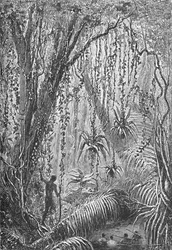 Braziliaans bos, ca. 1885-1890
