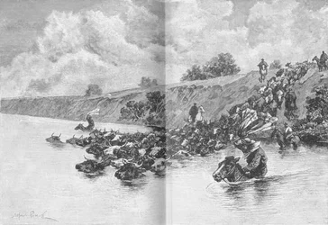 Kudde vee die de Uruguay oversteekt, ca. 1885, 1890