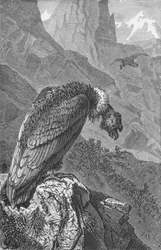 De Condor, ca. 1885, 1890