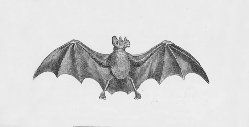 Vampier Vleermuis, c1885, 1890