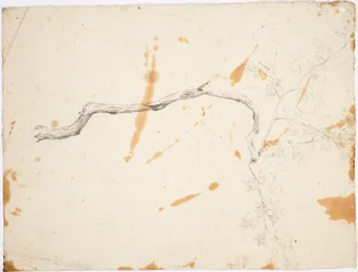 TOPIC van Italië: de loofboom