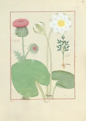 Gevederde distel, waterlelie en wonderboom, illustratie uit Het boek der eenvoudige medicijnen, door Mattheaus Platearius