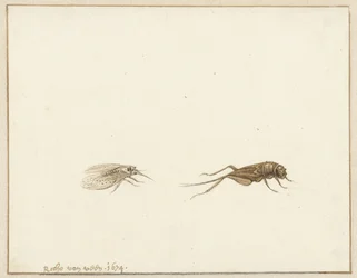 Twee insecten