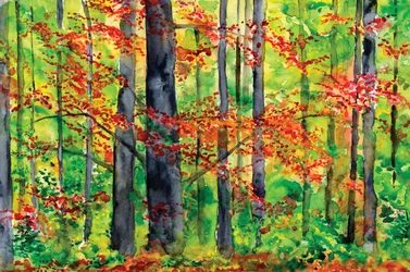 De gloed van het herfstbos