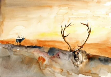 Elk Golden Sunset