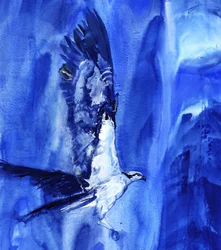Vliegende blauwe visarend