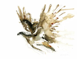 Flying Hawk-aquarel