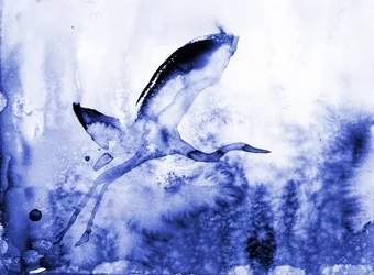 Sierlijke blauwe reiger