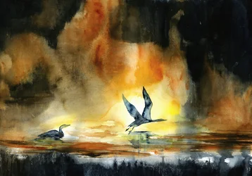 Watervogels bij zonsondergang