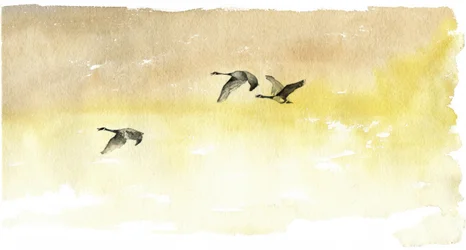 Aquarel: Ganzen in vlucht
