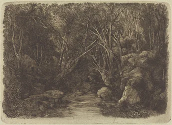 De beek in het bos