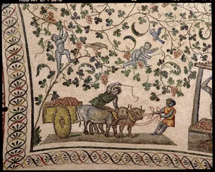 De druivenoogst