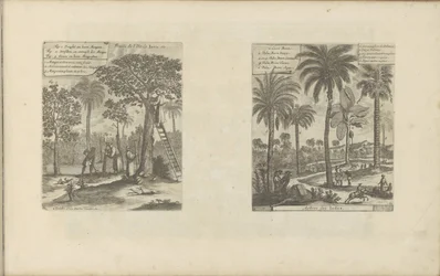 Landschappen met mangobomen, kokos- en palmbomen