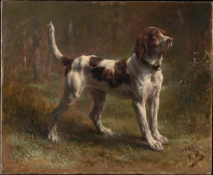 Een Limier Briquet Hound