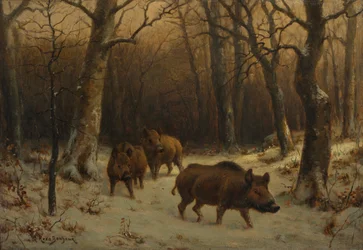 Frans:  Sangliers dans la neige Wilde zwijnen in de sneeuw