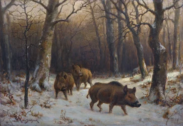 Frans:  Sangliers dans la neige Wilde zwijnen in de sneeuw