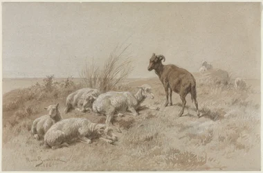 Schapen
