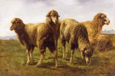 Schapen die grazen in een weide