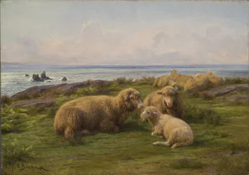 Schapen bij de zee