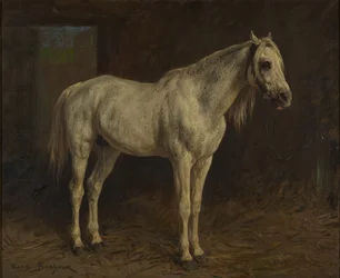 Wit paard