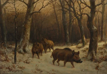 Wilde zwijnen in de sneeuw