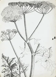 Fluitenkruid