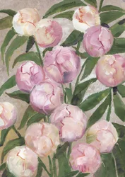 Roze pioenroosknoppen
