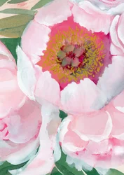 Roze pioenroos
