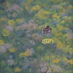 Bruine Argus (naar foto van Sara Crow)