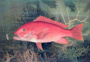 Rode Snapper, 1878